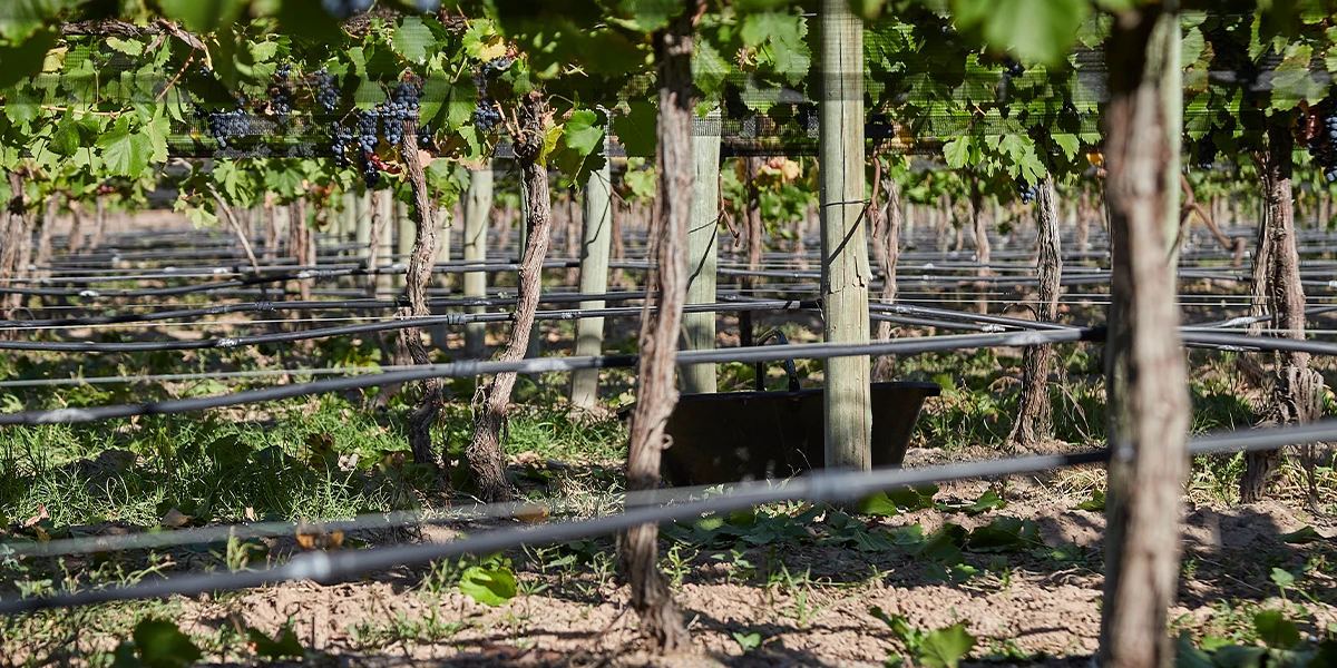 viñedo 6